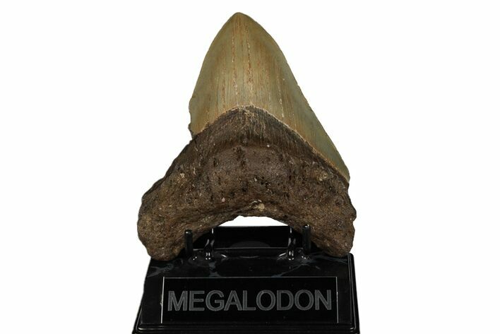 Bargain, Fossil Megalodon Tooth - North Carolina #190830